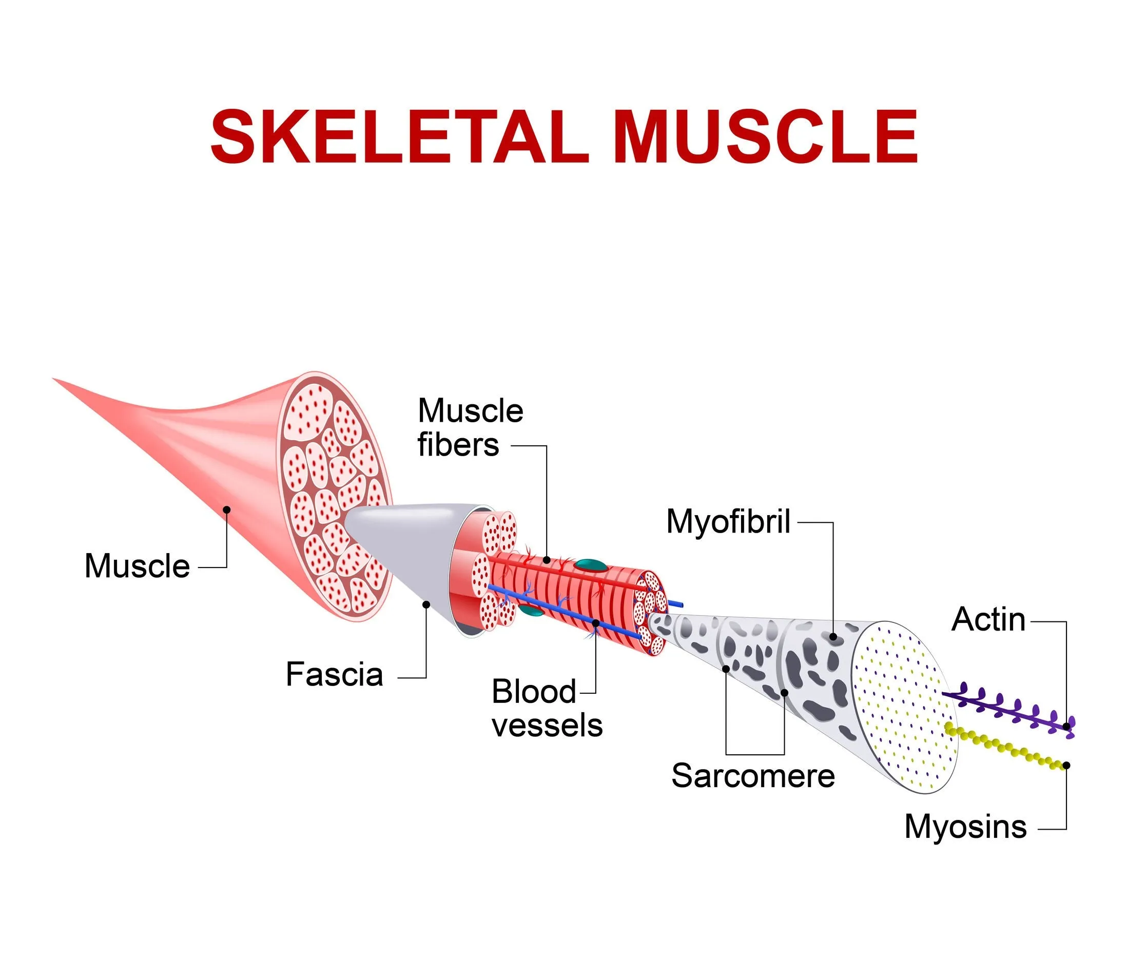 18 CE Hour Advanced Myofascial Cupping (Computer-Based Live Interactive Webinar)