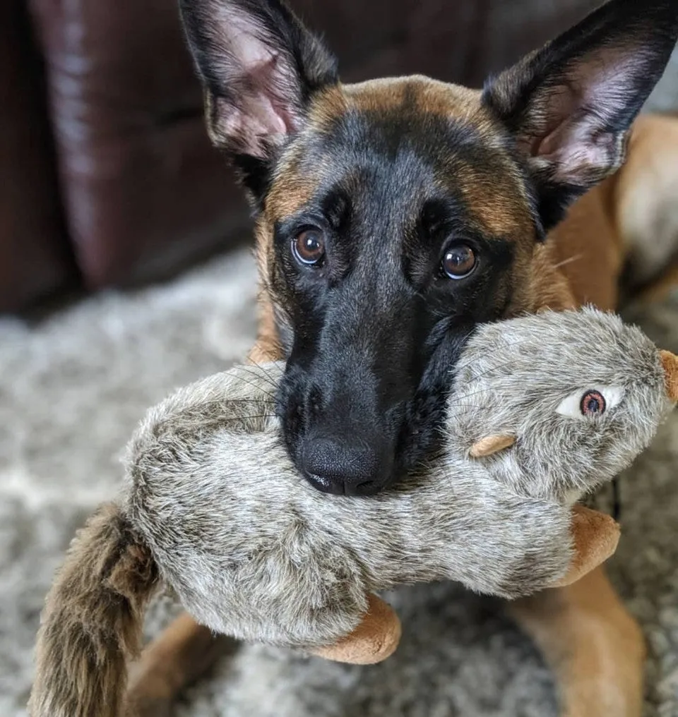 Fluff & Tuff Nuts Squirral Plush Dog Toy - Wholesale