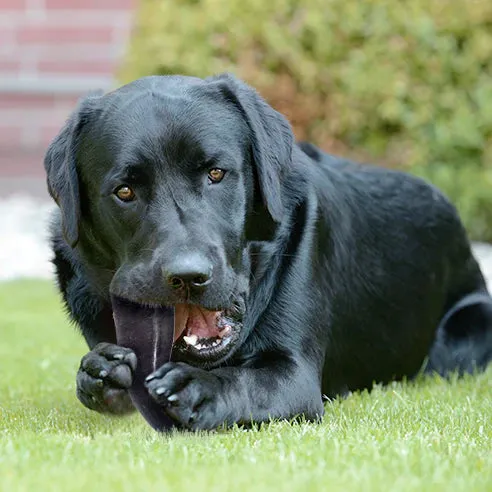 PeaksNpaws Buffalo Horn, Single ,Dog Chew, Assorted Styles