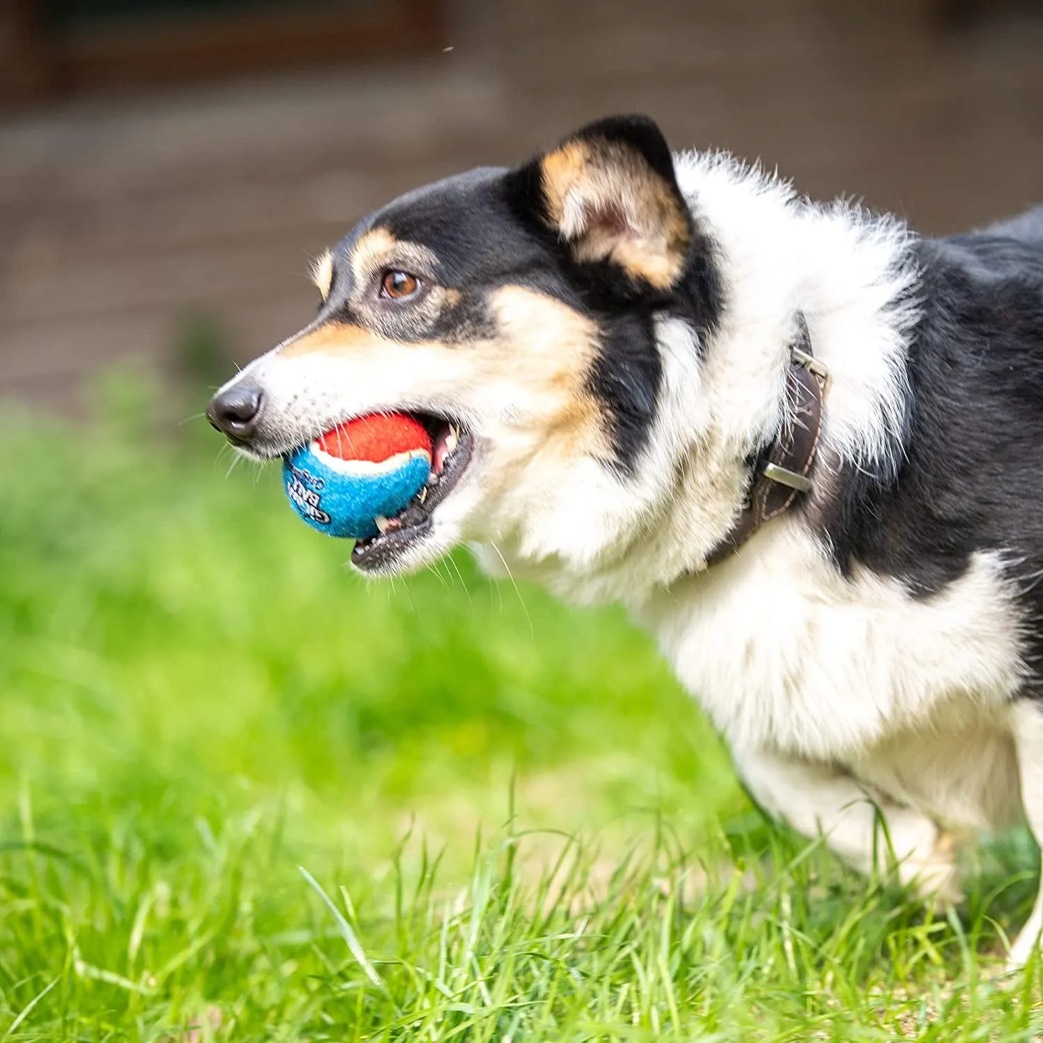 Squeaky Dog Tennis Balls for Exercise