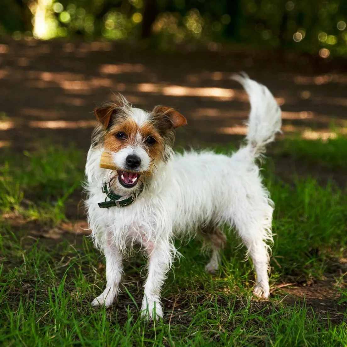 Yak Milk Chew for Dogs